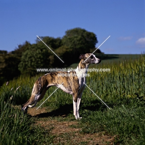 ch nutshell of nevedith, whippet, res bis crufts 1990