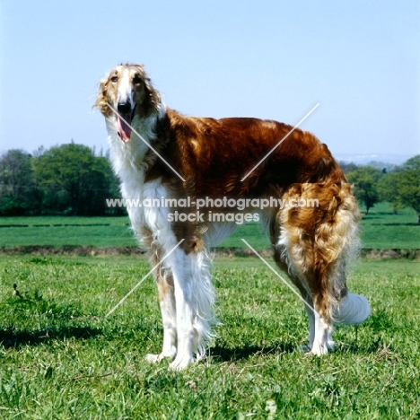 borzoi looking at camera