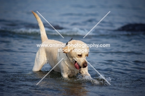 cream labrador retriever playing with waves in a lake
