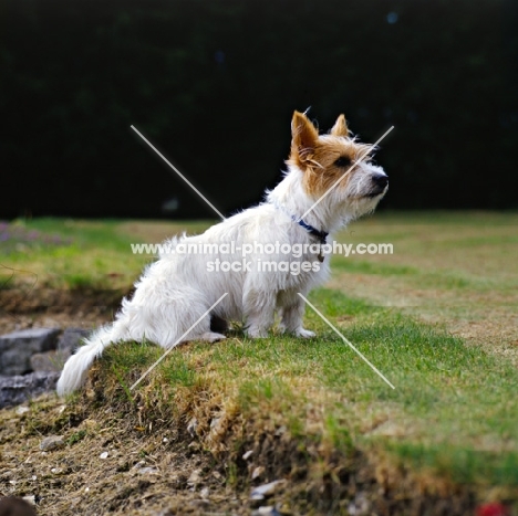 undocked rough coated jack russell terrier sitting on grass