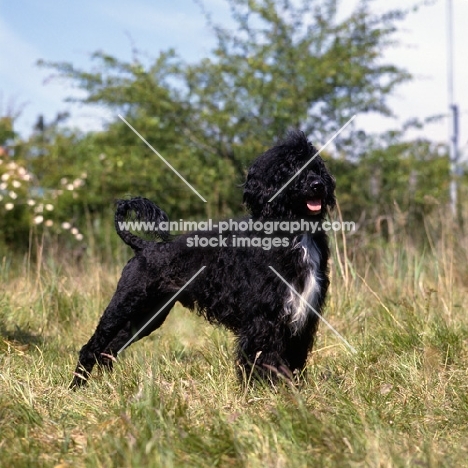 side view of portuguese water dog standing in long grass