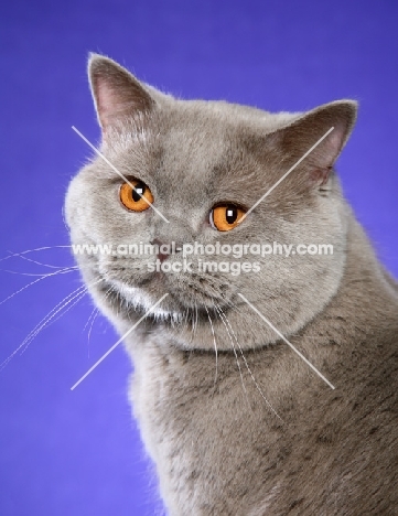 lilac British Shorthair