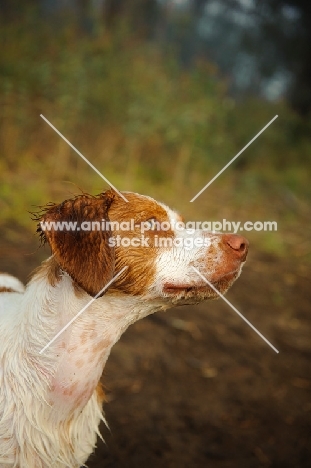 Brittany Spaniel head study