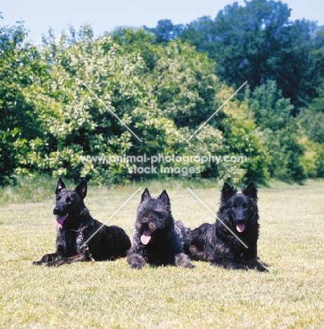 Dutch Shepherd Dogs showing smooth coat, wire coat and long coat