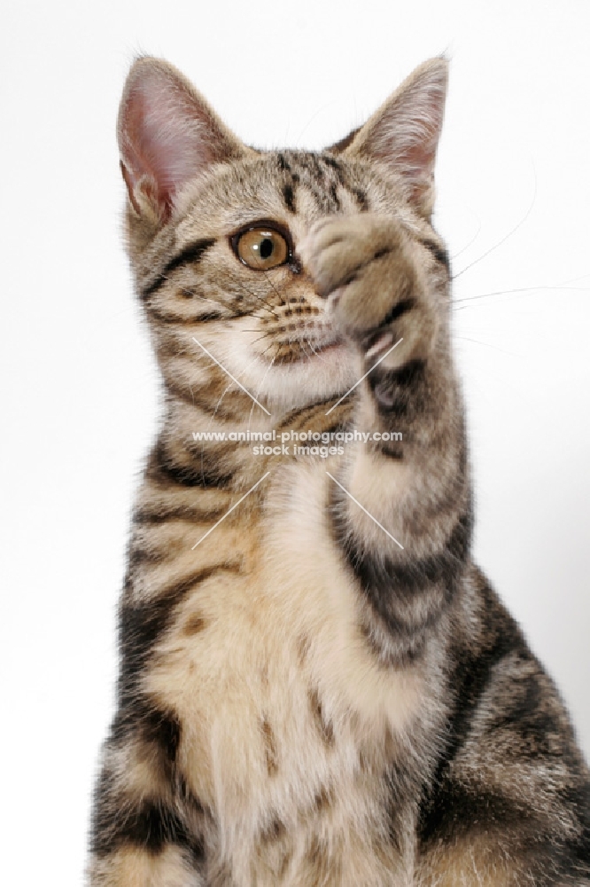 Brown Classic Tabby American Shorthair, one leg up