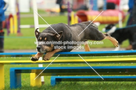 australian kelpie jumping