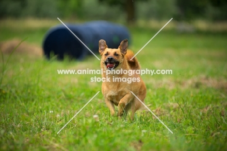 happy small mongrel dog running in the grass