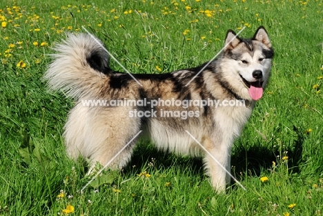 Alaskan Malamute side view