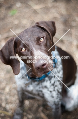 German Shorthaired Pointer looking at camera