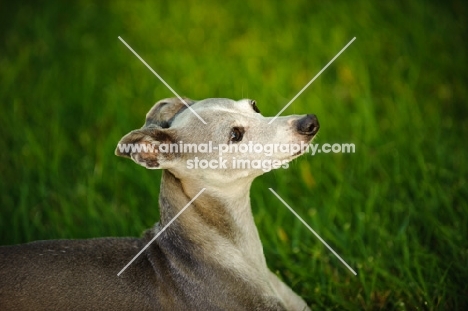 Italian Greyhound looking ahead