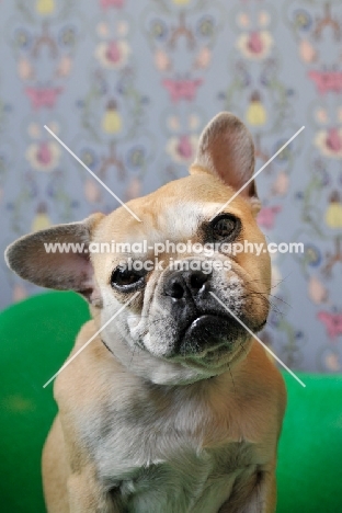 French Bulldog looking at camera inquisitively and sitting on green chair