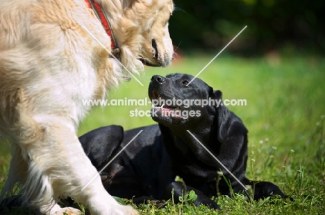 black Labrador retriever and golden retriever making acquaintance