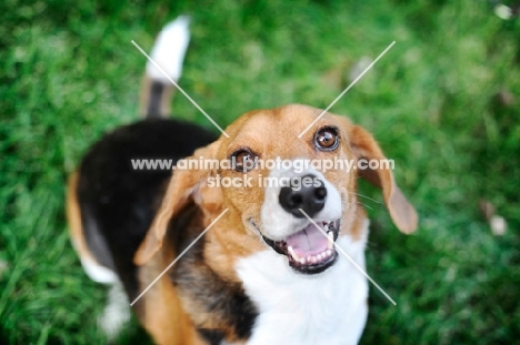 beagle smiling in grass