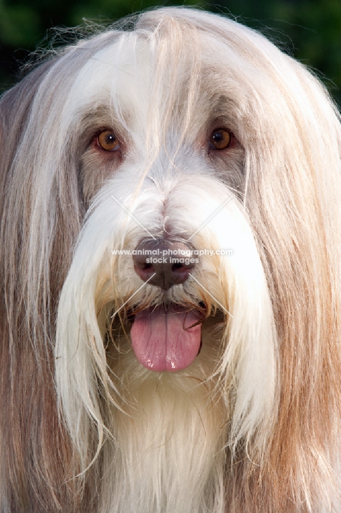 portrait of fawn bearded collie in show coat