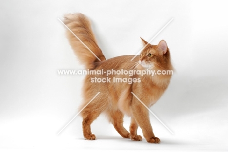 red Somali cat walking