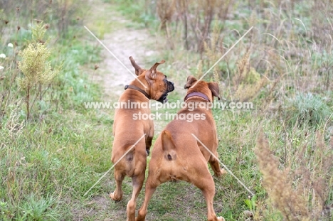 Boxers playing outside