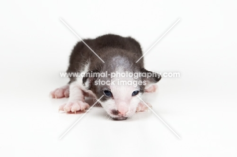 Peterbald kitten 1 week old