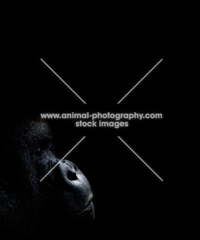 western lowland gorilla portrait