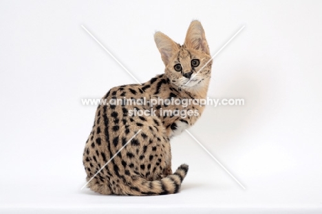 young serval cat looking back, on white background