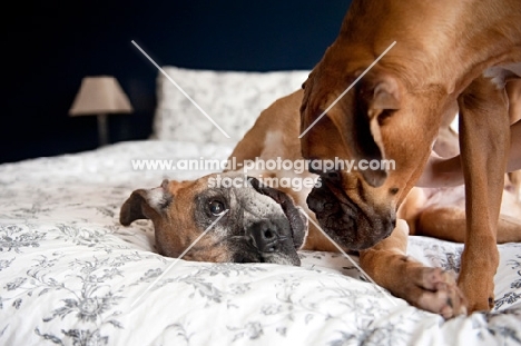 boxers nuzzling each other on bed
