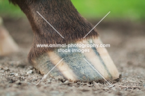 Appaloosa hoof 