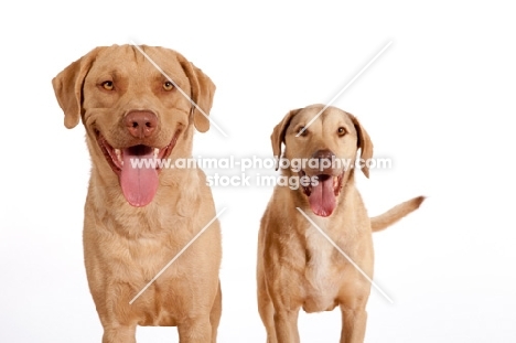 two Chesapeake Bay Retrievers looking at camera