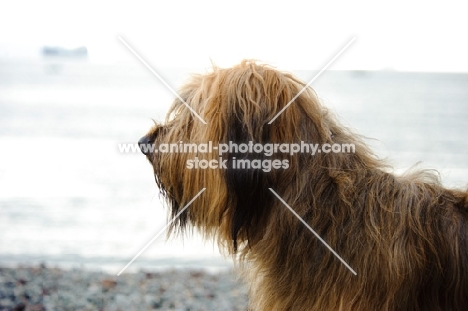 Briard profile