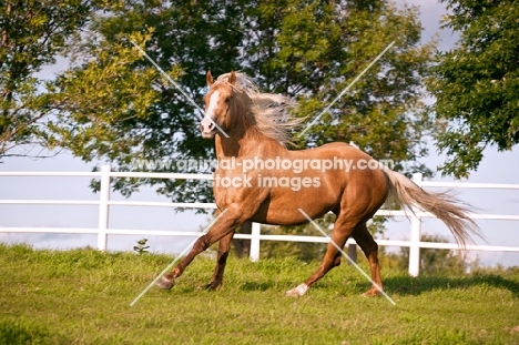 Palomino Quarter horse in field