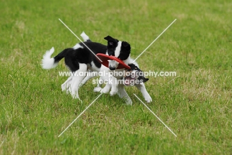 border collie puppies playing