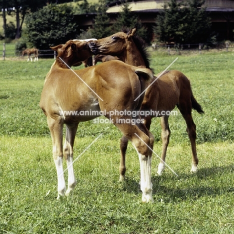 wurttemberger foals playing at marbach