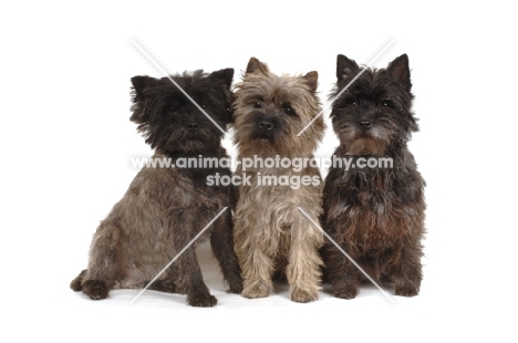 three Cairn Terriers on white background