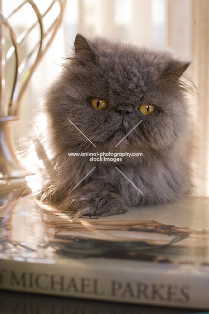 grey cat lying on book