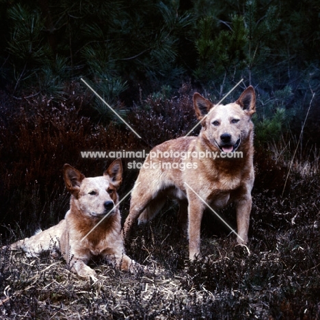 two formakin australian cattle dogs