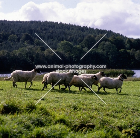 swaledale sheep in the lake district