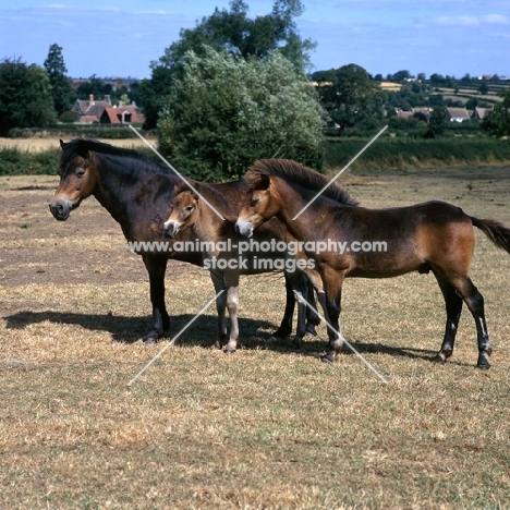 Exmoor mare with foal and youngster 