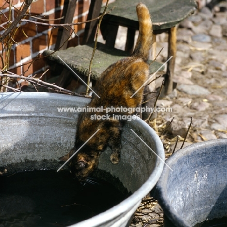 tortoiseshell non pedigree cat drinking from a bucket