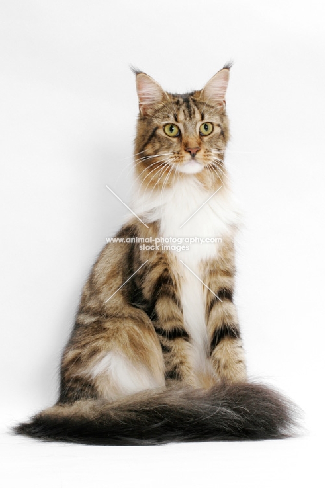 Brown Classic Tabby & White Maine Coon, sitting on white background