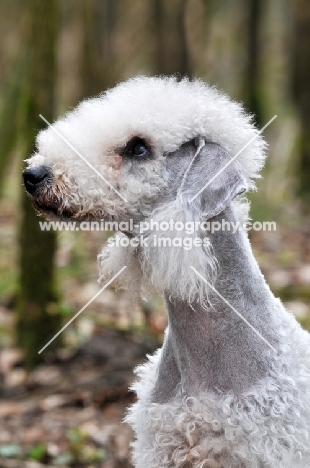 Bedlington Terrier in forest