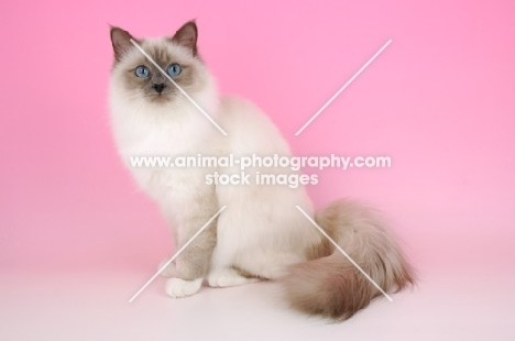 sitting lilac point birman cat, looking at camera