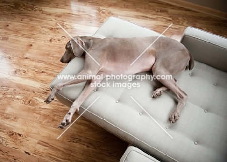 Weimaraner lying on sofa indoors.