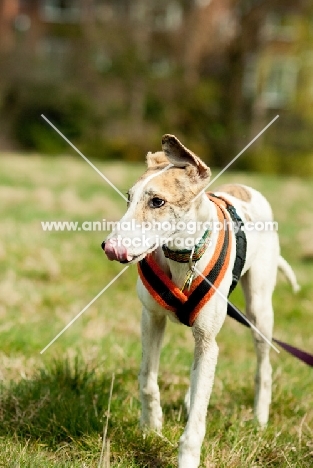 young Lurcher