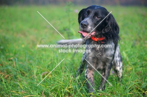 happy English Setter wagging, shot in a field of grass