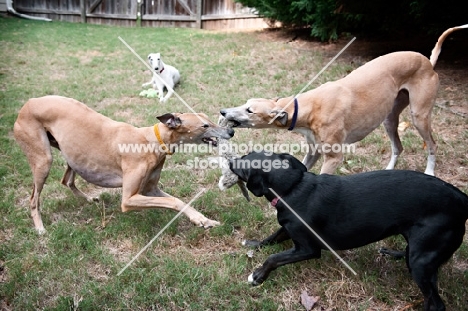 two greyhounds and black lab mix playing tug with a toy, with white greyhound looking on in background