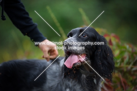 black and white English Setter in a natural environment