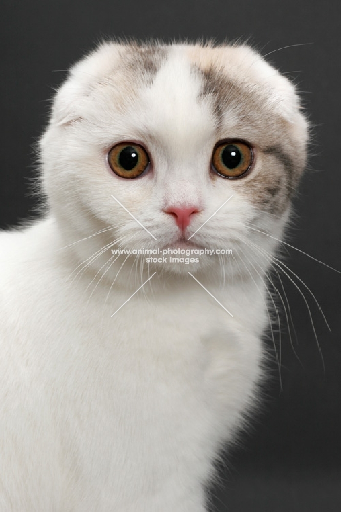 Blue Mackerel Torbie & White Scottish Fold portrait