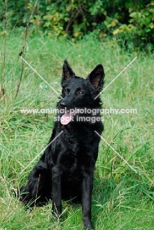 Mudi sitting on grass