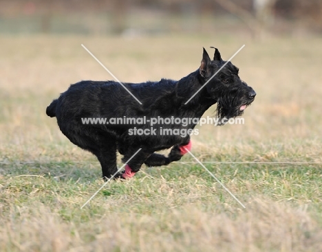 black dog running on grass