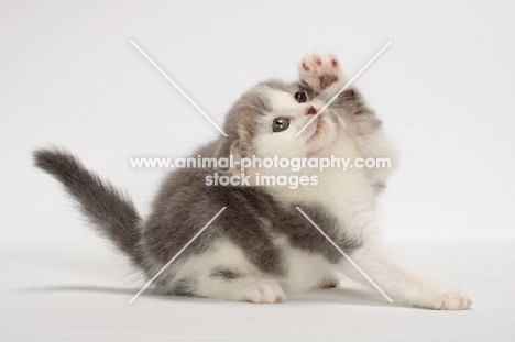 Blue Classic Tabby & White Scottish Fold kitten, one