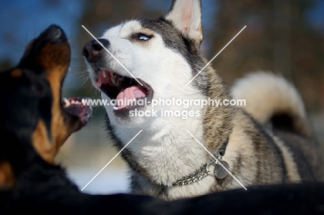 siberian husky and mongrel dog with mouths open while playing