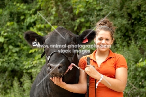 black Aberdeen Angus